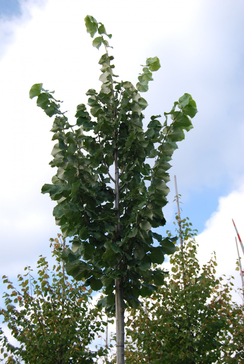 Tilia tomentosa 'Brabant' mit Belaubung; Einsatz: Straßenbäumekompakt;;Pflanzen vom Profi
