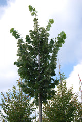 Tilia tomentosa 'Brabant' mit Belaubung; Einsatz: Straßenbäumekompakt;;Pflanzen vom Profi
