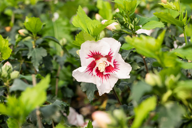 Hibiscus syriacus 'Helene' mit Blüte, erhältlich von 40-60 bis 200-250 cm; Einsatz: ;;ab 24,60 Euro