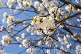 Prunus serrulata 'Shirotae'; hier mit Blüte; attraktive Herbstfärbung; Einsatzmöglichkeit z.B. : kleiner Baum oder hoher Strauch; verfügbar in 18 Größen und Varianten;;ab 20,70 Euro