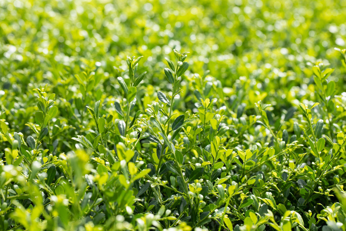 Ilex crenata 'Stokes' mit Belaubung, erhältlich von 40-50 bis 40-50 cm; Einsatz: ;;ab 41,60 Euro