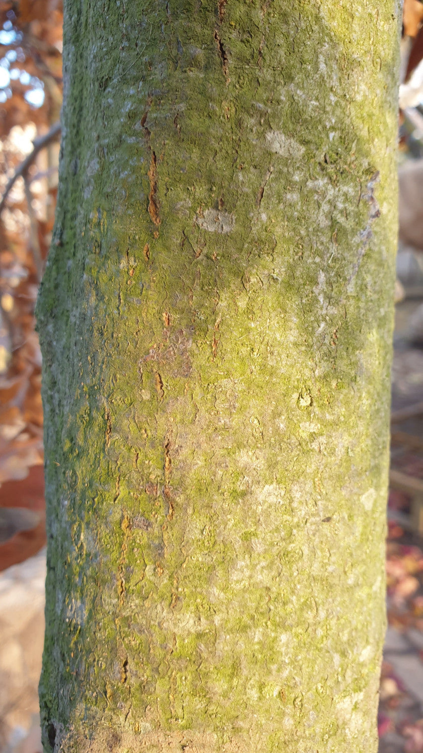 Pinscheiche; Rinde; winterhart; Einsatzmöglichkeit z.B. : Wildobstbaum;;ab 40,10 Euro