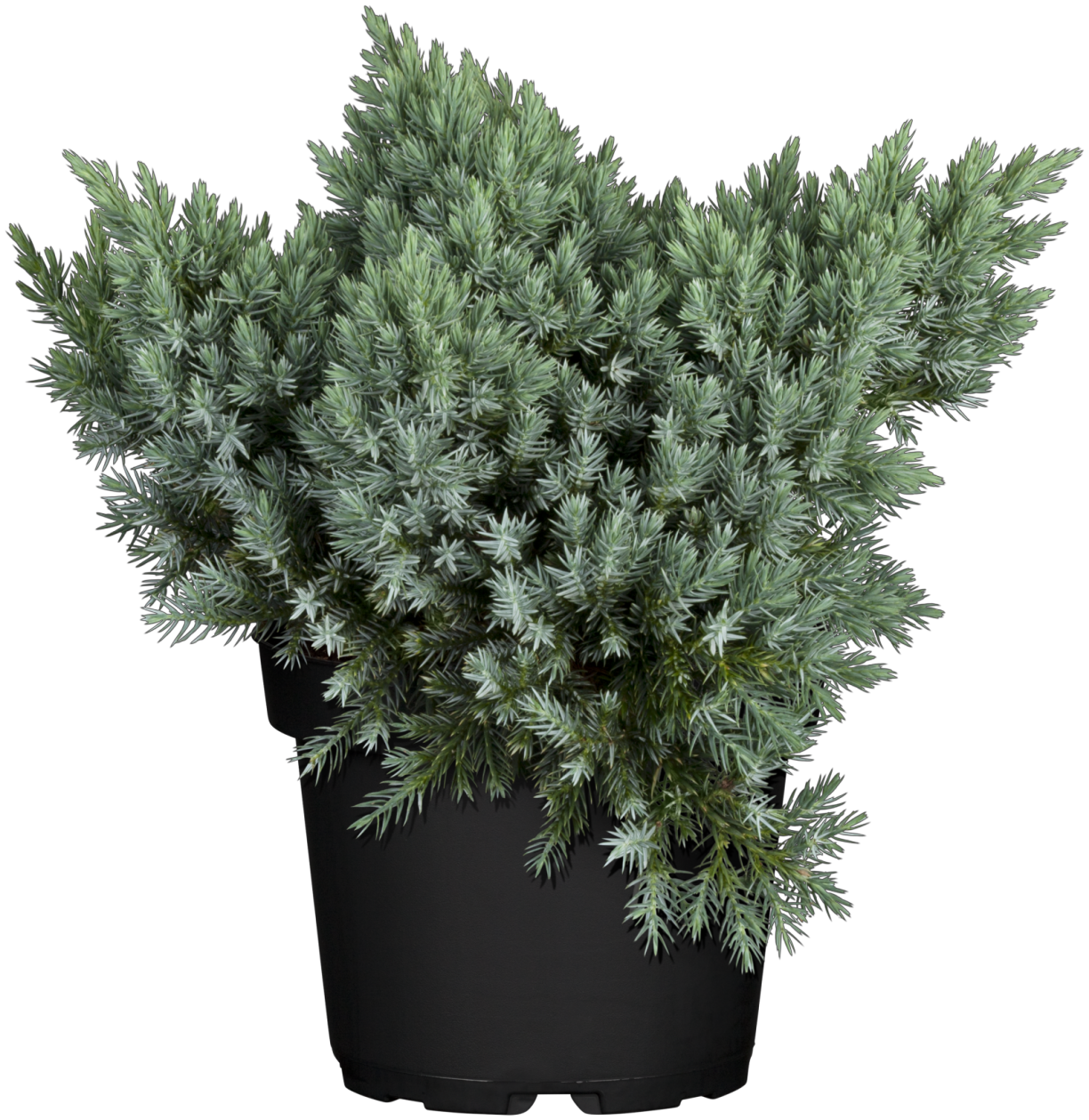 Juniperus squamata 'Blue Star' (Blauer Zwerg-Wacholder)
