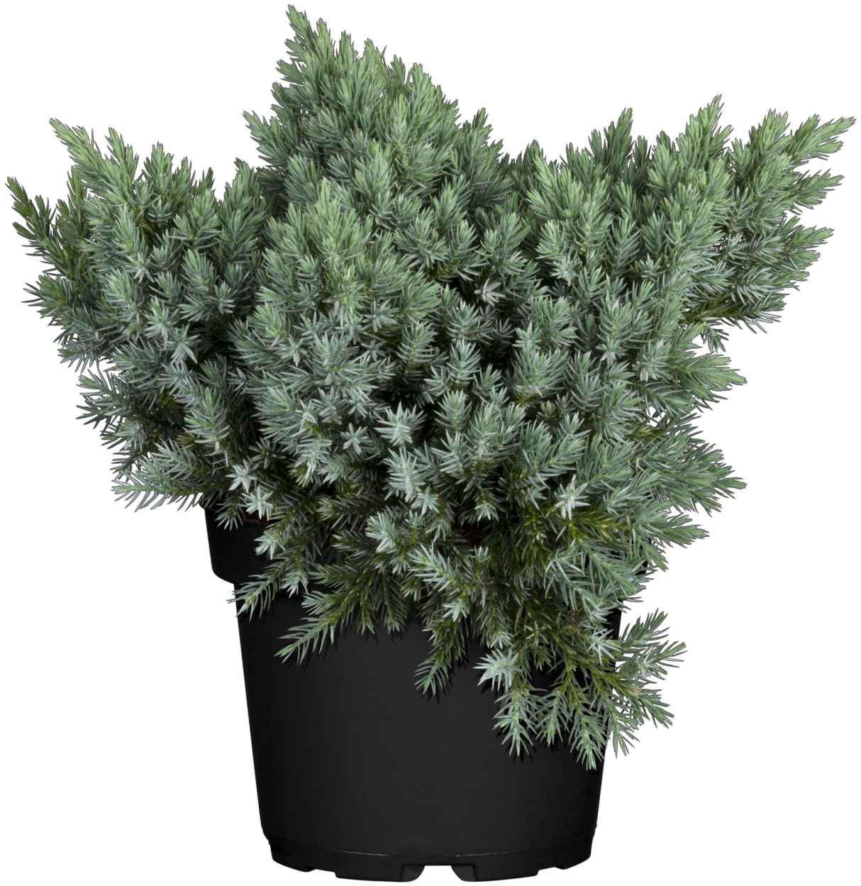 Juniperus squamata 'Blue Star' , erhältlich von 12-15 bis 50-60 cm;;ab 12,60 Euro