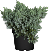 Juniperus squamata 'Blue Star'; anspruchslos; verfügbar in 13 Größen und Varianten;;ab 17,50 Euro