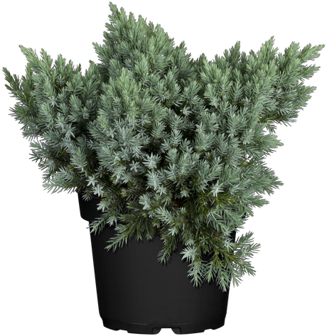 Juniperus squamata 'Blue Star' , erhältlich von 12-15 bis 50-60 cm;;ab 12,60 Euro