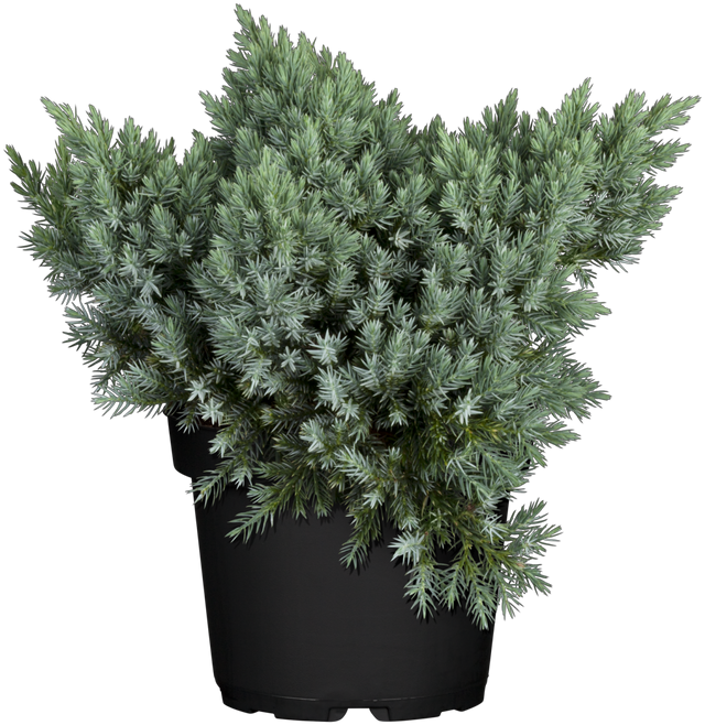 Juniperus squamata 'Blue Star' , erhältlich von 12-15 bis 50-60 cm;;ab 12,60 Euro