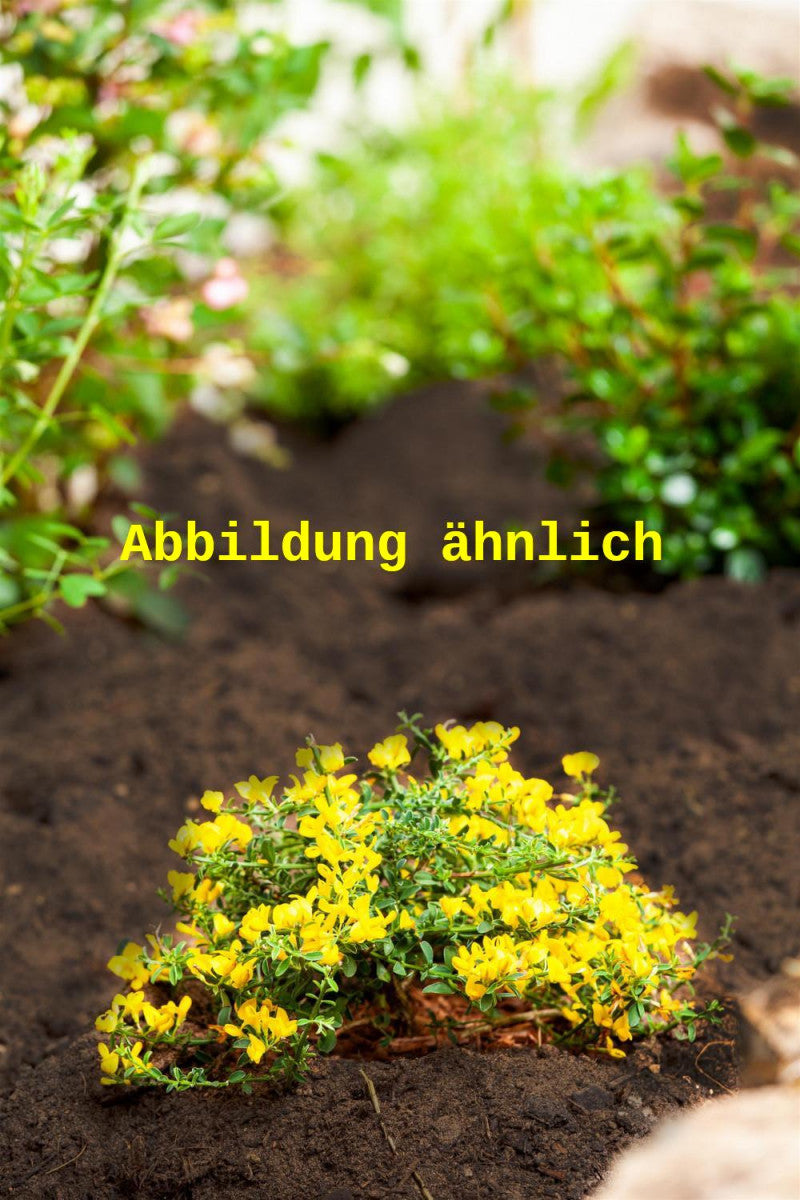 Genista pilosa 'Vancouver Gold' (Sandginster 'Vancouver Gold')