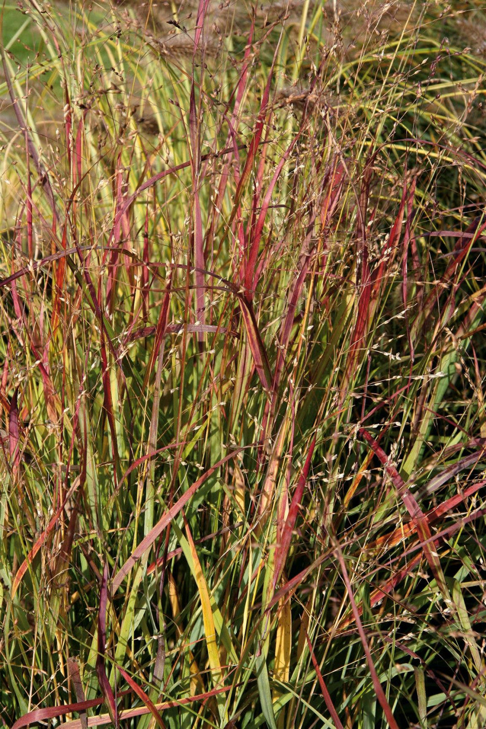 Panicum virgatum 'Shenandoah' mit Belaubung; Einsatz: ;;ab 5,00 Euro