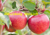 Genaues Foto für Malus 'Rubinola' folgt; dieses ähnliche Bild dient der Illustration von Apfel 'Rubinola'