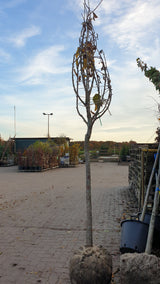 Synonym (alte Bezeichnung): Prunus av.'Bigarreau Hatif Burlat' CAC; vorbereitet für Versand; aromatische Früchte; Einsatzmöglichkeit z.B. : Zierpflanze;;mit zeitnaher Lieferung