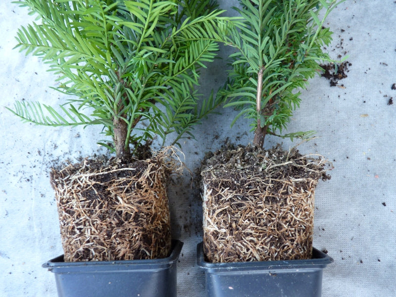 Taxus baccata im Topf; Einsatz: robust gegen Krankheiten;;ab 1,50 Euro
