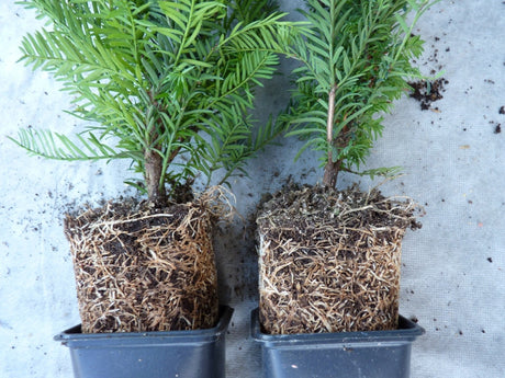 Taxus baccata; hier im Topf; schnittfest, anspruchslos, dicht wachsend; Einsatzmöglichkeit z.B. : Vogelschutzhecke;;ab 2,14 Euro