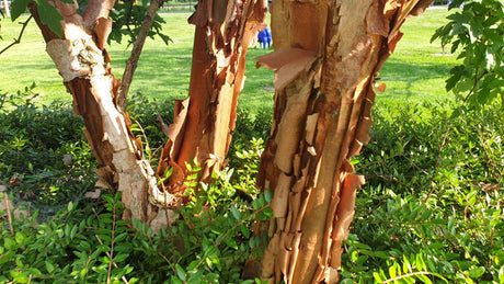 Zimt-Ahorn; Rinde; dekorativ; Einsatzmöglichkeit z.B. : Solitär; erhältlich von 40-60 bis 175-200 cm;;hier kaufen