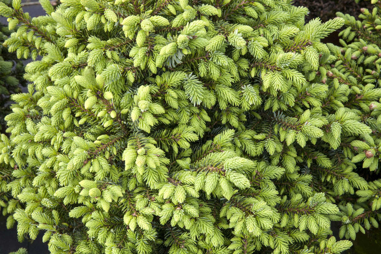Picea omorika 'Nana' , erhältlich von 15-20 bis 70-80 cm;;ab 32,10 Euro