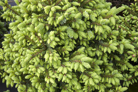 Picea omorika 'Nana' , erhältlich von 15-20 bis 70-80 cm;;ab 32,10 Euro
