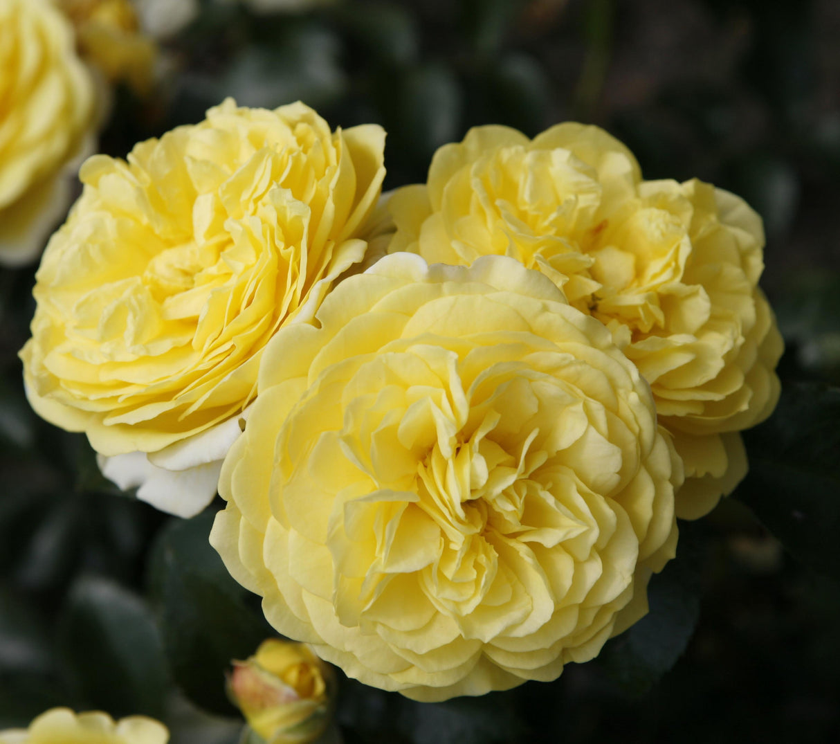 Rosa 'Solero' BT mit Blüte; Einsatz: ;;ab 8,10 Euro
