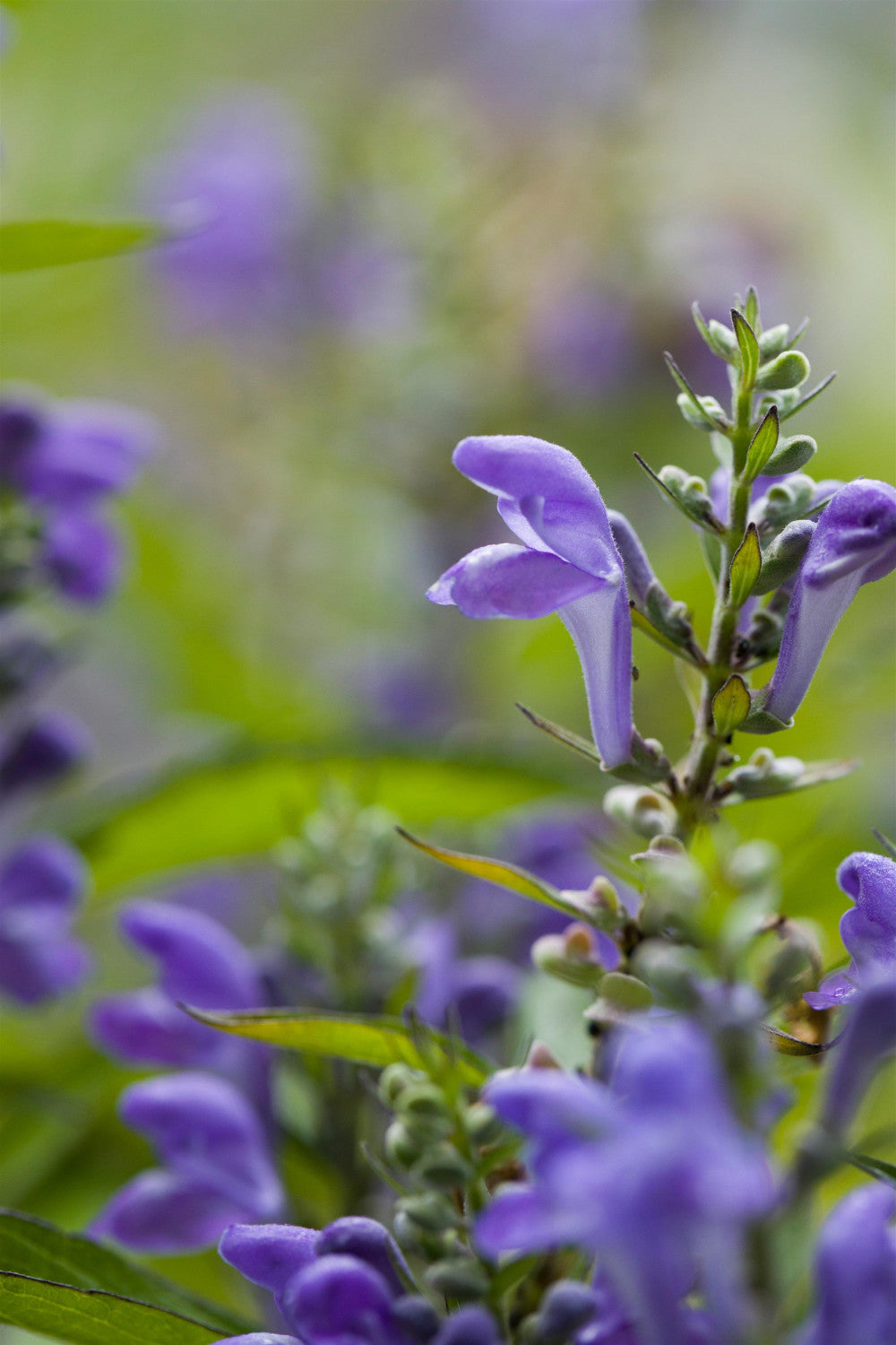 Scutellaria scordiifolia (Gamanderblatt-Helmkraut)