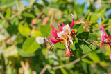 Lonicera caprifolium; hier mit Blüte; duftend; Einsatzmöglichkeit z.B. : Bienenweide; verfügbar in 2 Größen und Varianten;;ab 49,30 Euro