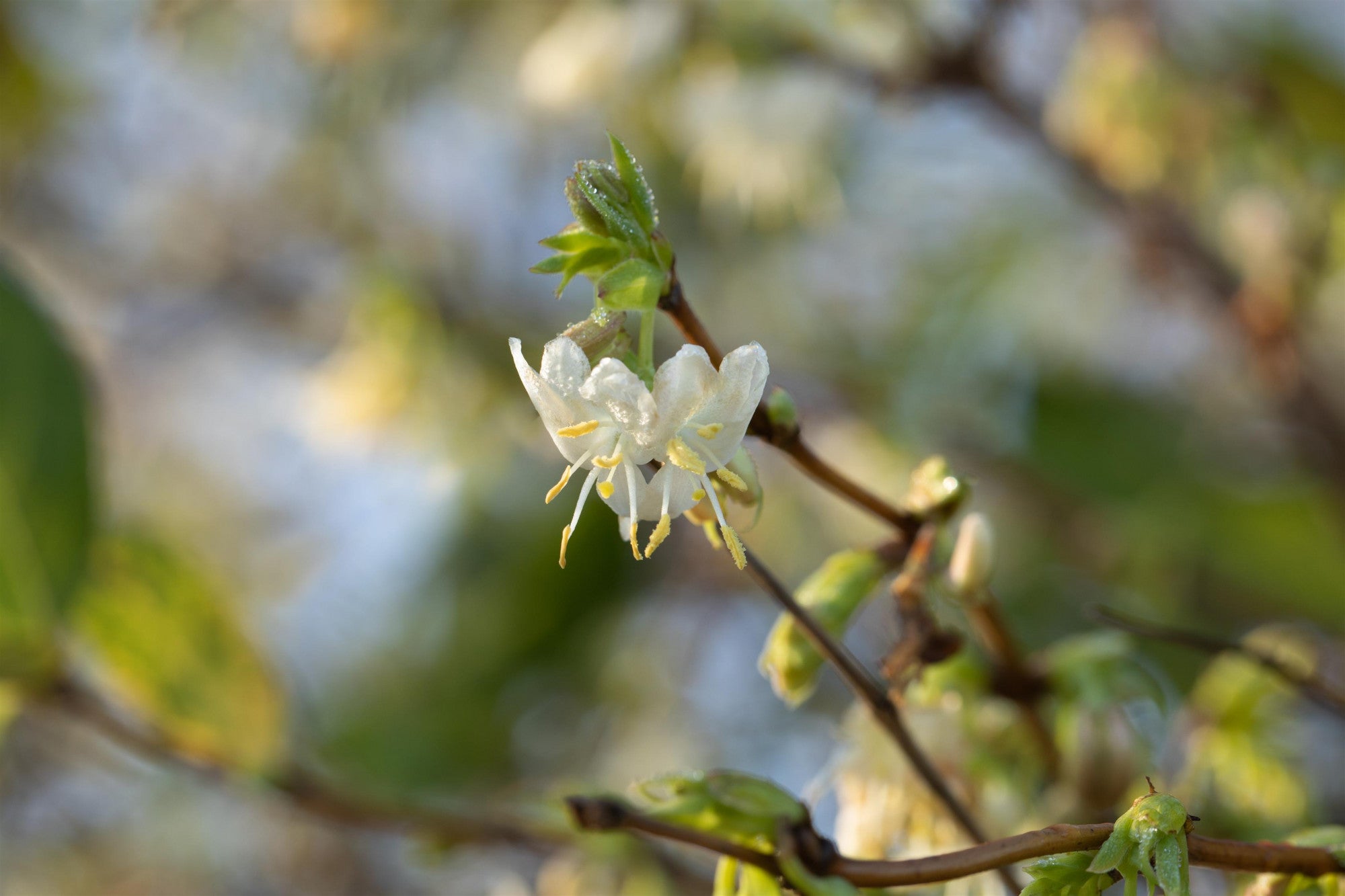 Lonicera purpusii (Winter-Heckenkirsche)