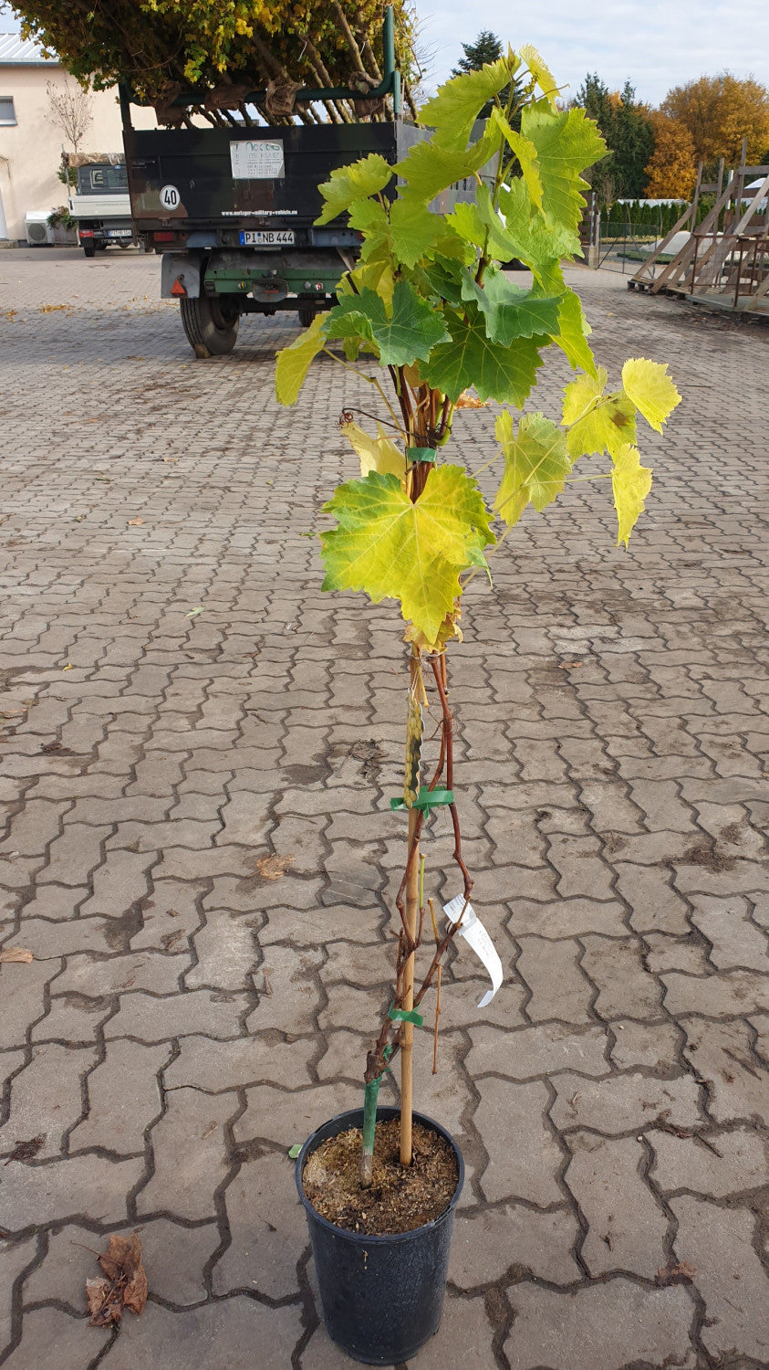 Vitis 'Phönix'; vorbereitet für Versand; robust; Einsatzmöglichkeit z.B. : Streuobstwiese;;mit zeitnaher Lieferung