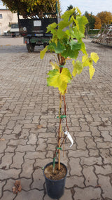 Vitis 'Phönix'; vorbereitet für Versand; robust; Einsatzmöglichkeit z.B. : Streuobstwiese;;mit zeitnaher Lieferung