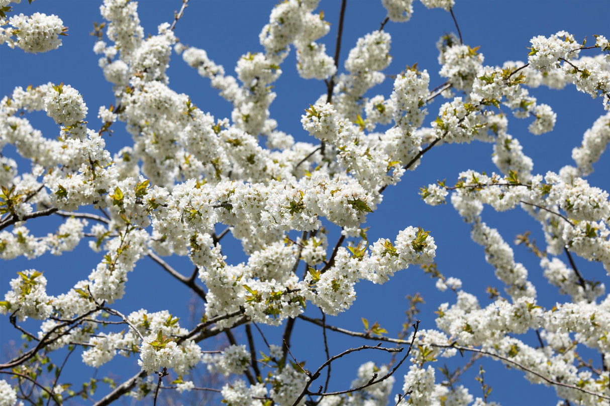 Vogel-Kirschbaum mit Blüte; Einsatz: Streuobstwieseschöne Blüten;;mit zeitnaher Lieferung