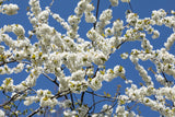Vogel-Kirschbaum mit Blüte; Einsatz: Streuobstwieseschöne Blüten;;mit zeitnaher Lieferung