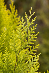 Chamaecyparis laws. 'Lane'; schnittfest, anspruchslos, dicht wachsend; verfügbar in 18 Größen und Varianten;;ab 24,80 Euro