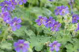 Geranium renardii 'Philippe Vapelle'; hier mit Blüte; schneckensicher (schneckenresistent); Einsatzmöglichkeit z.B. : Steingärten;;ab 0,00 Euro