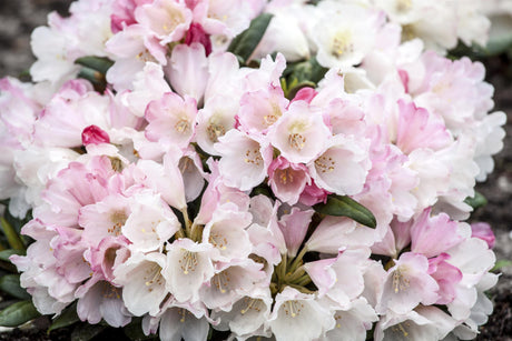 Rhododendron yak. 'Koichiro Wada' mit Blüte, erhältlich von 25-30 bis 60-70 cm; Einsatz: ;;ab 37,40 Euro