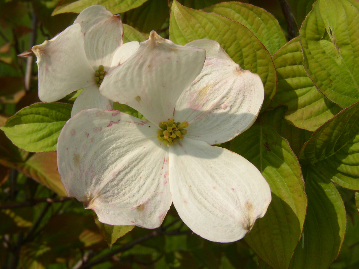 Cornus florida mit Blüte; Einsatz: Vogelnährgehölzpflegeleicht;;Pflanzen vom Profi