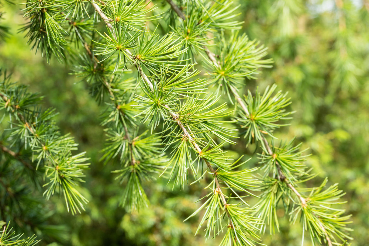 Cedrus deodara mit Belaubung, erhältlich von 10-20 bis 250-300 cm; Einsatz: ;;ab 0,60 Euro