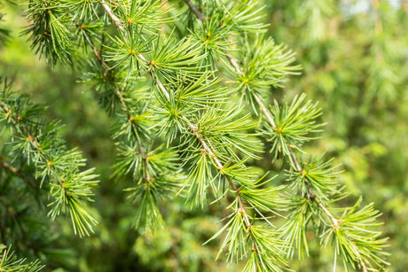 Cedrus deodara mit Belaubung, erhältlich von 10-20 bis 250-300 cm; Einsatz: ;;ab 0,60 Euro