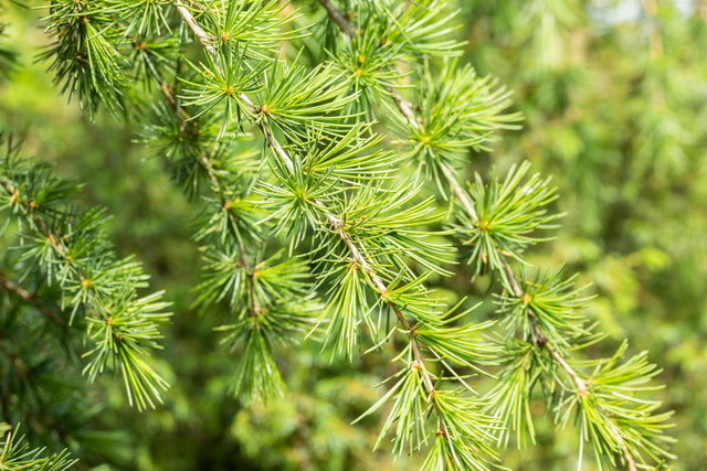Cedrus deodara mit Belaubung, erhältlich von 10-20 bis 250-300 cm; Einsatz: ;;ab 0,60 Euro