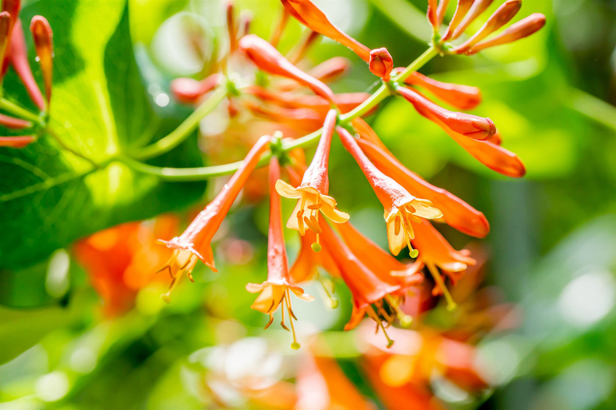Lonicera brownii 'Dropmore Scarlet' mit Blüte, erhältlich von 100-150 bis 150-200 cm ;;ab 37,40 Euro