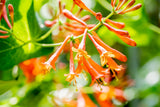 Lonicera brownii 'Dropmore Scarlet'; hier mit Blüte; starkwüchsig; Einsatzmöglichkeit z.B. : Kletterpflanze; verfügbar in 2 Größen und Varianten;;ab 49,30 Euro