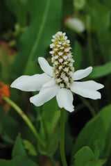 Anemopsis californica; winterhart;;ab 0,00 Euro