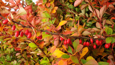 Sauerdorn; mit Früchten/Fruchtbehang; bietet Vögeln Nistplatz; Einsatzmöglichkeit z.B. : Sichtschutz;;günstig mit Qualität