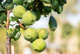 Chaenomeles 'Crimson and Gold' , erhältlich von 40-60 bis 80-100 cm;;ab 18,90 Euro