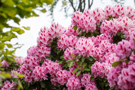 Rhododendron Hybr. 'Furnivall's Daughter' mit Blüte, erhältlich von 30-40 bis 90-100 cm; Einsatz: ;;ab 38,50 Euro
