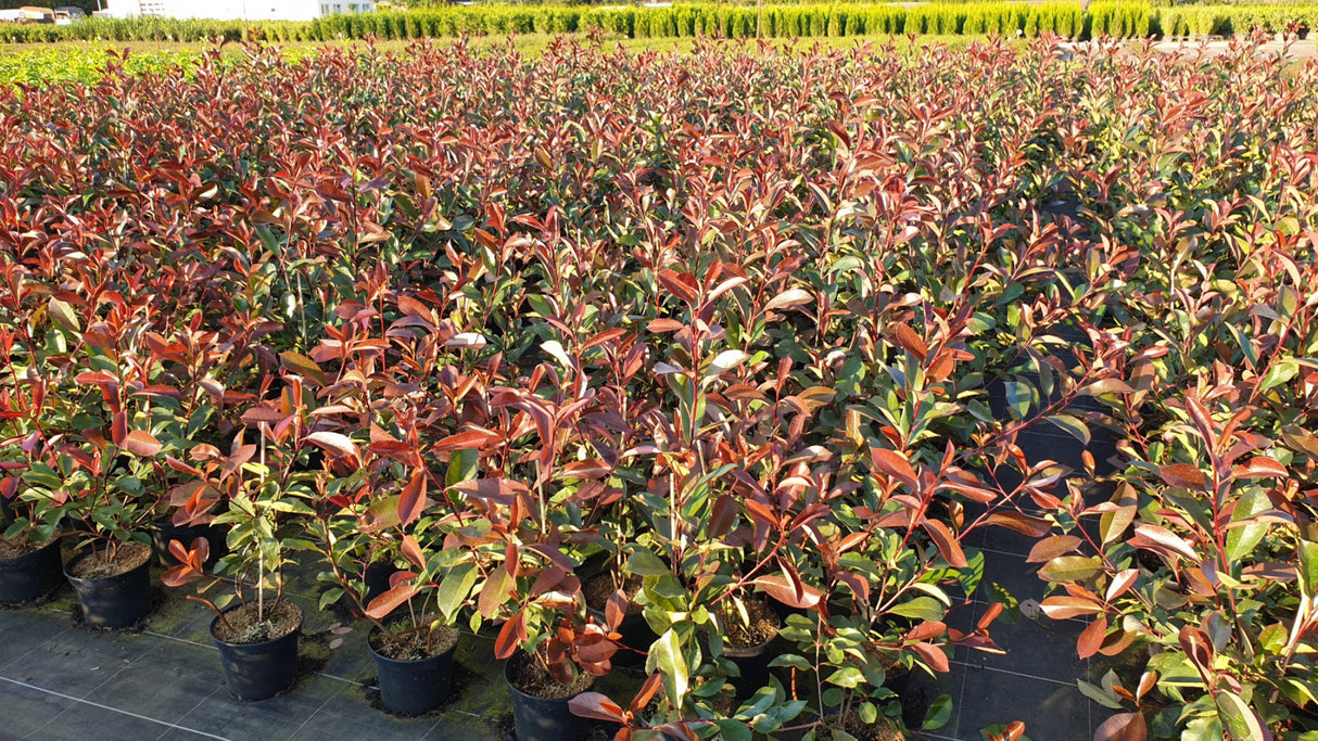 Photinia fraseri 'Red Robin' als Pflanze im Beet; Einsatz: Ziergehölzrobust;;ab 17,00 Euro