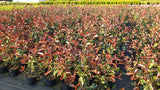 Photinia fraseri 'Red Robin' als Pflanze im Beet; Einsatz: Ziergehölzrobust;;ab 17,00 Euro