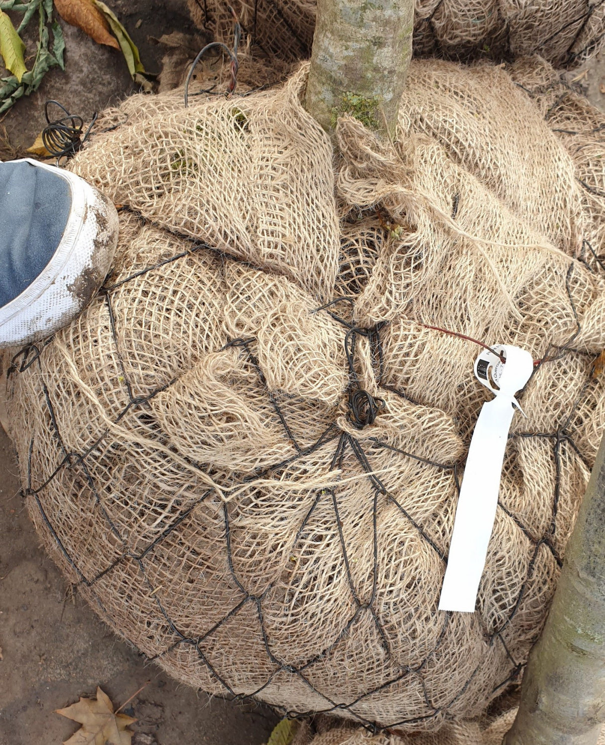 Quercus Rubra L.; hier als Ballenpflanze; attraktive Holzeigenschaften für Wertholz; Einsatzmöglichkeit z.B. : Solitärbaum;;mit zeitnaher Lieferung