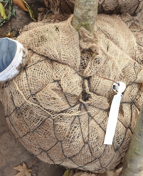 Amerikanische Roteiche; hier als Ballenpflanze; attraktive Holzeigenschaften für Wertholz; Einsatzmöglichkeit z.B. : Solitärbaum;;mit zeitnaher Lieferung