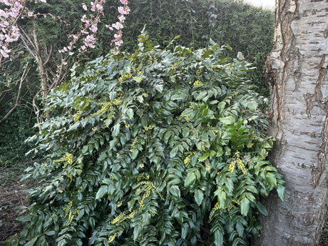 Oregon Grape Holly; als Pflanze im Beet; pflegeleicht; Einsatzmöglichkeit z.B. : Vogelschutzgehölz;;günstig mit Qualität