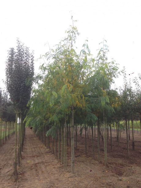 Gleditsia triacanthos 'Skyline' , erhältlich von 270-330 bis 450-650 cm;;ab 437,00 Euro