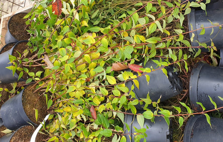 jasmin du poète 'dame blanche'; vorbereitet für Versand; winterhart; Einsatzmöglichkeit z.B. : Vogelnährgehölz;;mit zeitnaher Lieferung