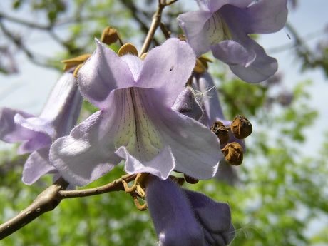 Synonym (alte Bezeichnung): Paulownia imperialis; hier mit Blüte; robust; Einsatzmöglichkeit z.B. : Schattenspender;;ab 325,00 Euro
