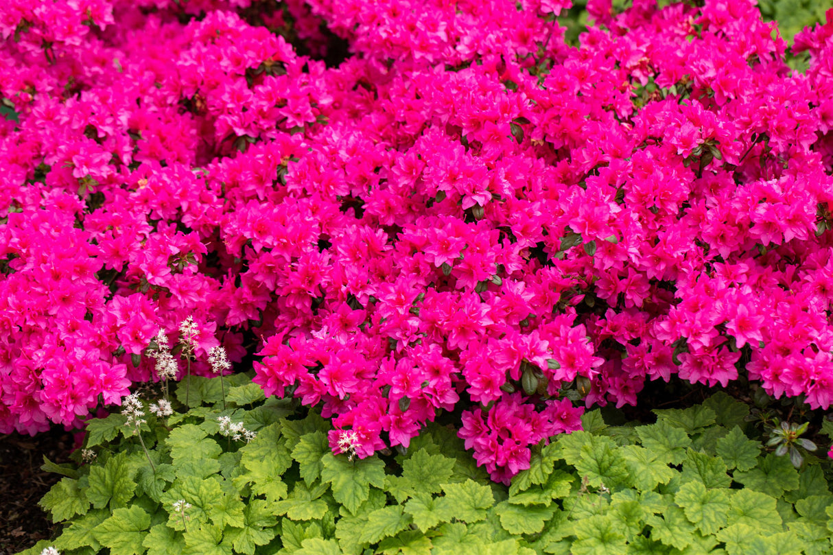 Rhododendron obt. 'Melina' mit Blüte, erhältlich von 25-30 bis 25-30 cm; Einsatz: ;;ab 19,80 Euro
